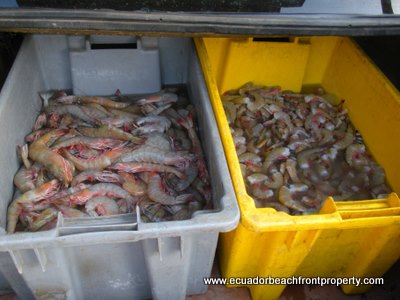 shrimp and seafood ecuador coast and beach