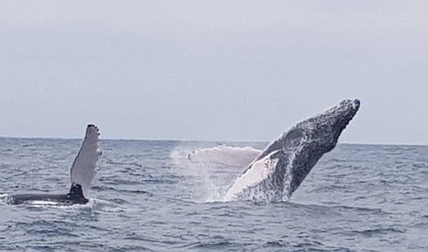 Humpback whale