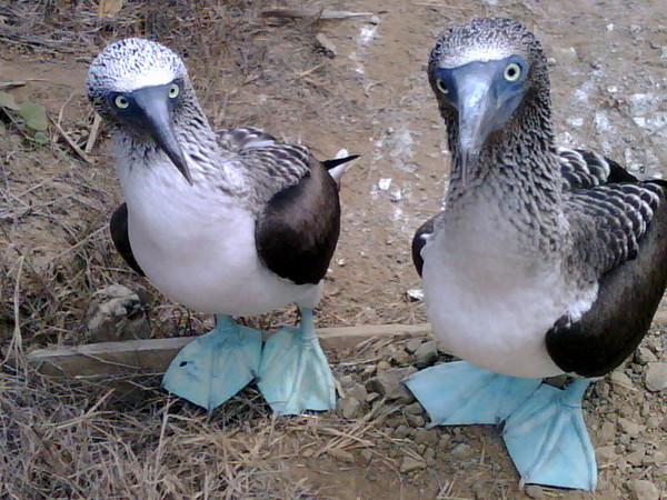 Galapagos