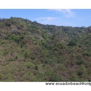 Pajonal Land (1)