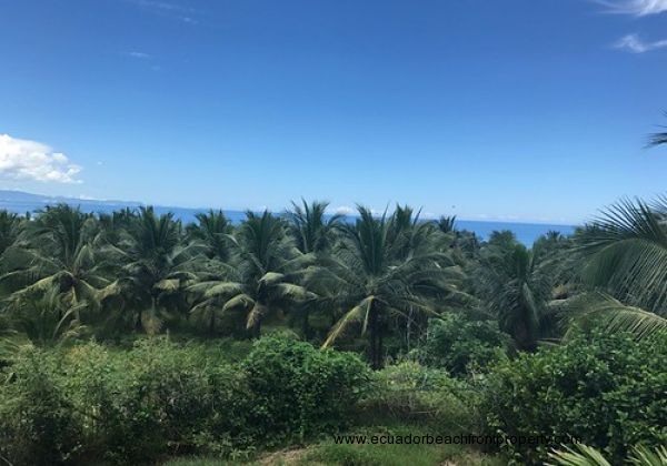 Ecuador Real Estate - Beachfront Coconut Plantation