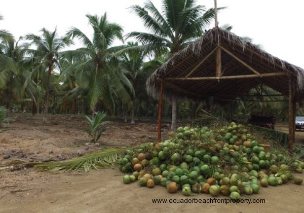 Coconut Plantation in Ecuador