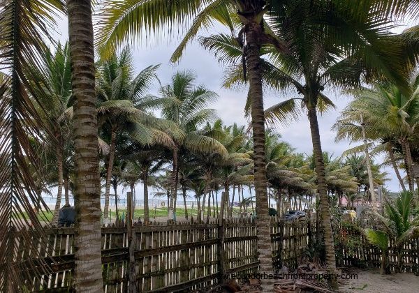 palms along the front of property