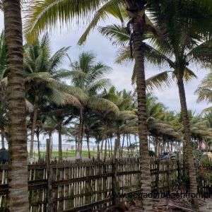 palms along the front of property