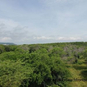 Secluded Mangrove Reserve Lots