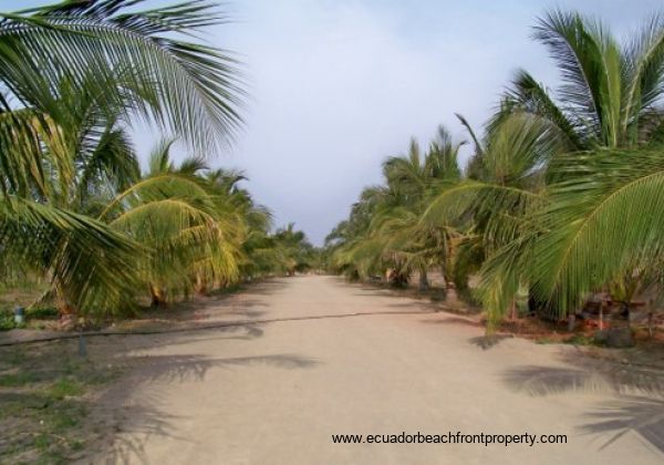 Mature coconut palms