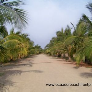 Mature coconut palms