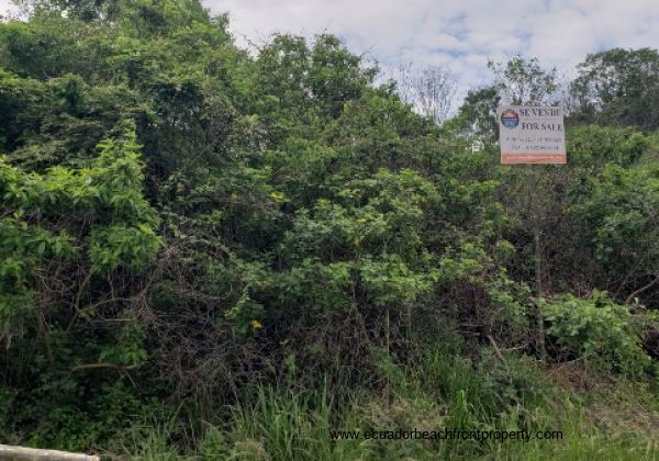 Vegetated hillside land