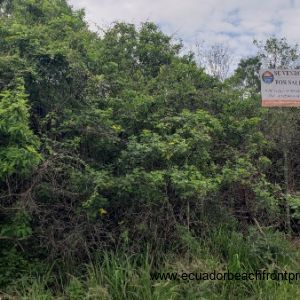 Vegetated hillside land