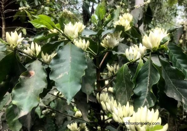 coffee flowers