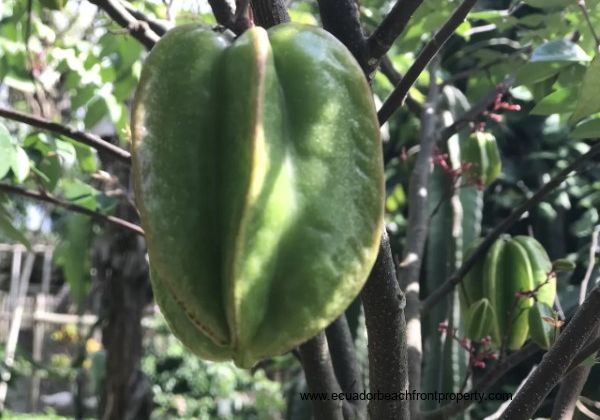 star fruit