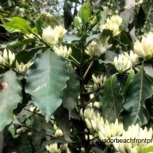 coffee flowers