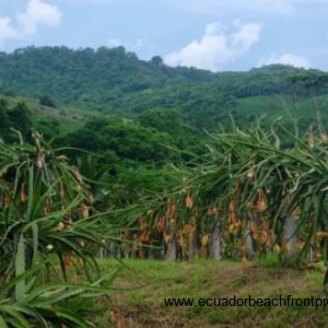 dragon fruit4