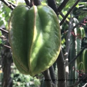 star fruit