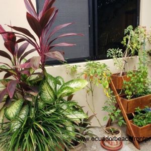 ground level patios (14)