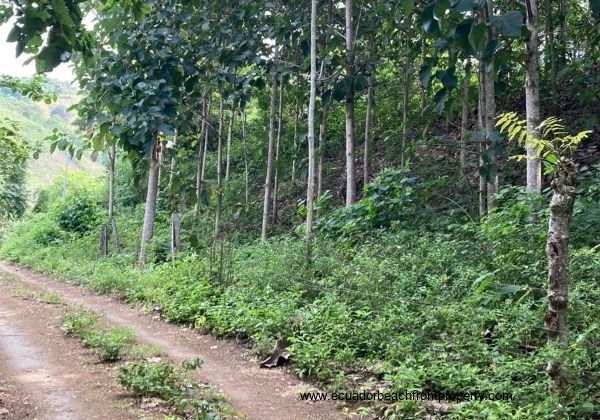 Ecuador teak farm near beach