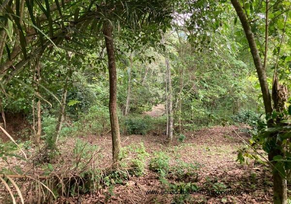 Ecuador farm for sale