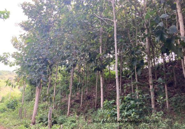 Teak farm for sale