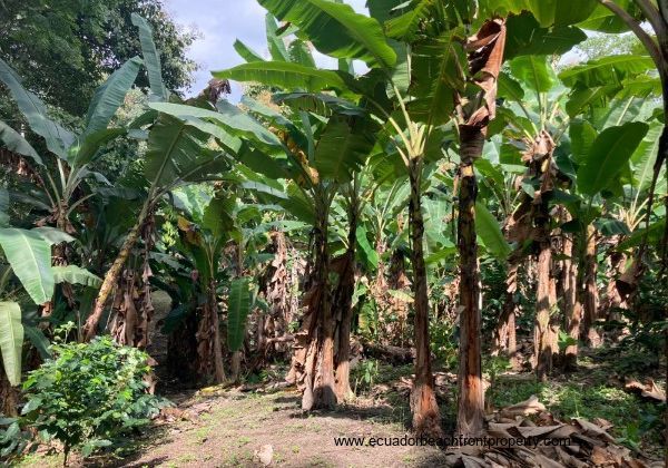 Ecuador farm for sale